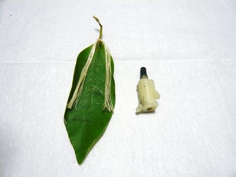 ���N���͎O���̓��I