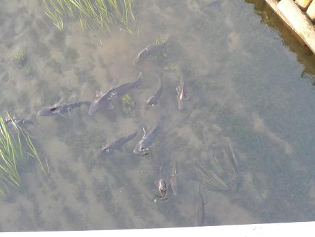 ���N���͎O���̓��I