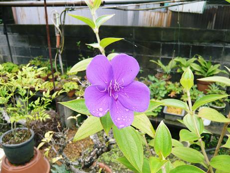 ���N���͎O���̓��I