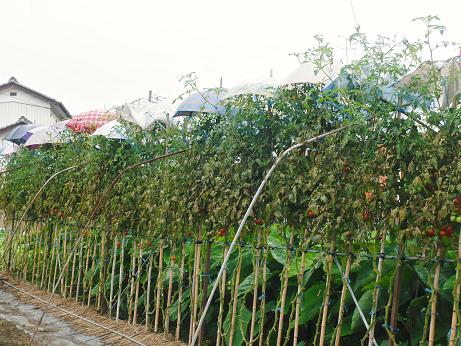 ���N���͎O���̓��I