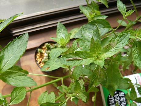 ���N���͎O���̓��I