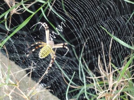 ���N���͎O���̓��I