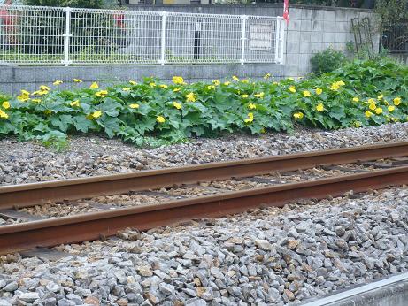 ���N���͎O���̓��I