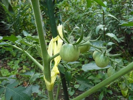 ���N���͎O���̓��I