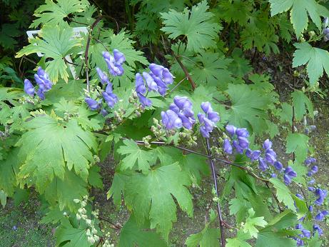 ���N���͎O���̓��I