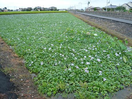 ���N���͎O���̓��I