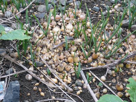 ���N���͎O���̓��I