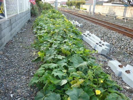 ���N���͎O���̓��I