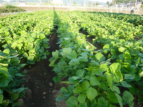 ���N���͎O���̓��I