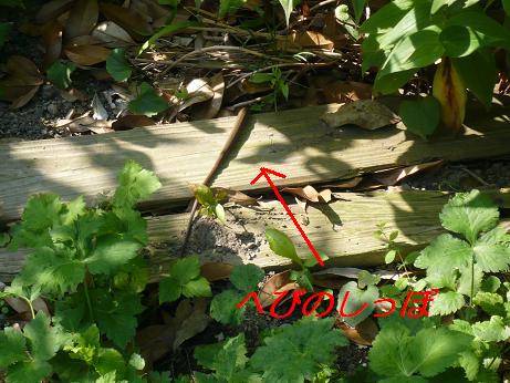 ���N���͎O���̓��I