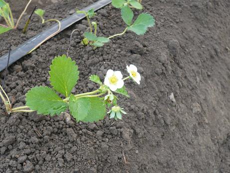 ���N���͎O���̓��I