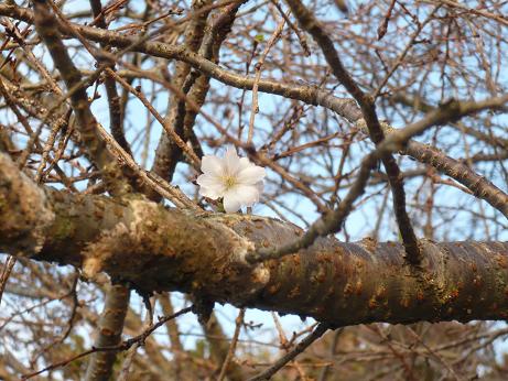 ���N���͎O���̓��I