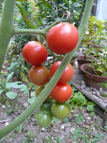 ���N���͎O���̓��I