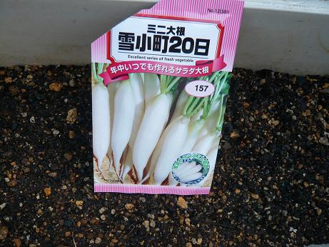 ���N���͎O���̓��I