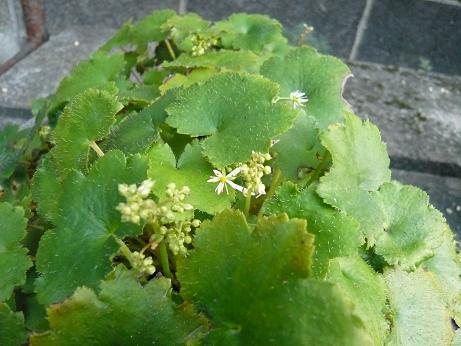 ���N���͎O���̓��I