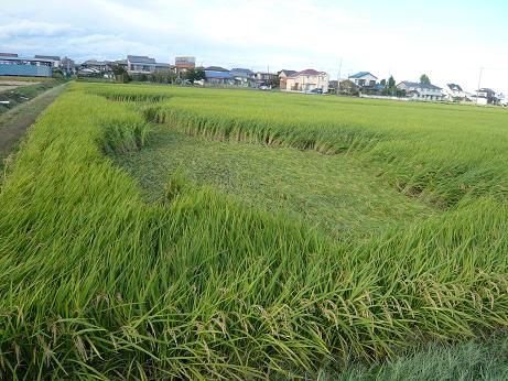 ���N���͎O���̓��I