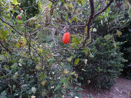 ���N���͎O���̓��I