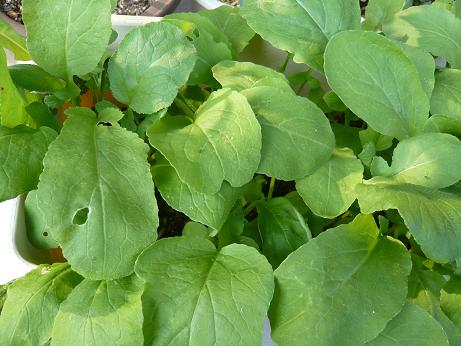 ���N���͎O���̓��I