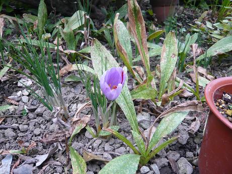 ���N���͎O���̓��I