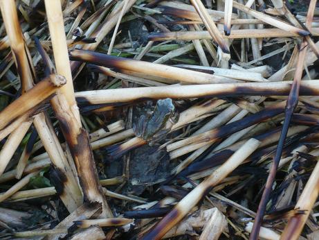 ���N���͎O���̓��I