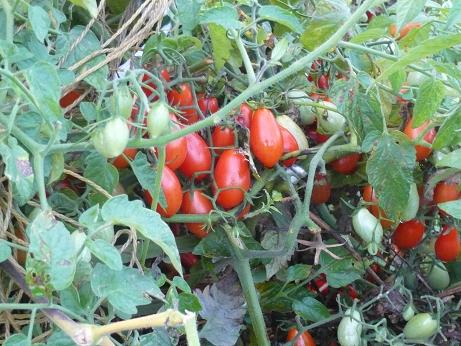 ���N���͎O���̓��I