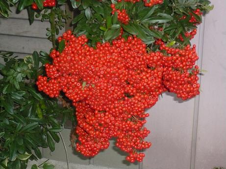 ���N���͎O���̓��I