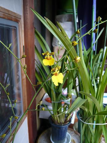 ���N���͎O���̓��I