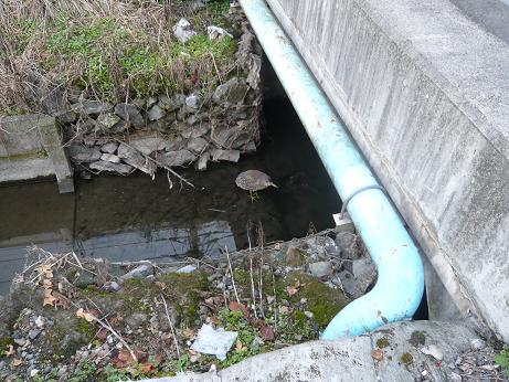 ���N���͎O���̓��I