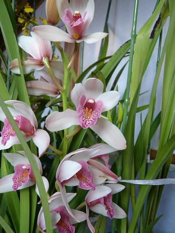 ���N���͎O���̓��I