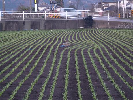 ���N���͎O���̓��I