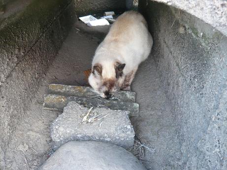 ���N���͎O���̓��I