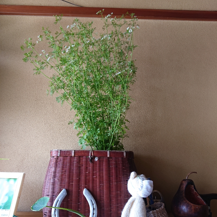 ���N���͎O���̓��I