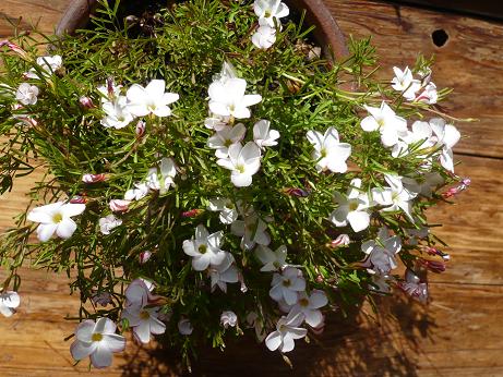 ���N���͎O���̓��I