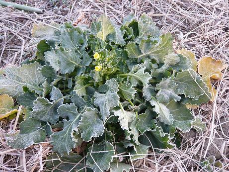 ���N���͎O���̓��I