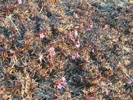 ���N���͎O���̓��I