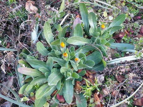 ���N���͎O���̓��I