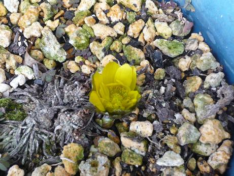 ���N���͎O���̓��I