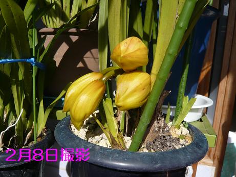 ���N���͎O���̓��I