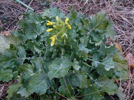 ���N���͎O���̓��I