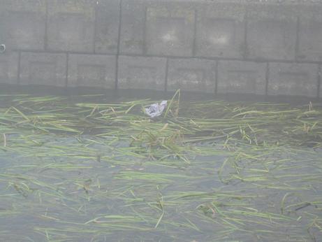 ���N���͎O���̓��I