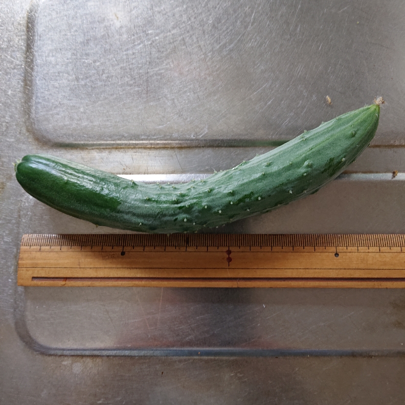 ���N���͎O���̓��I