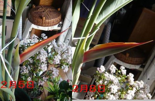 ���N���͎O���̓��I