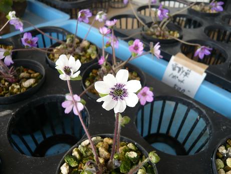 ���N���͎O���̓��I