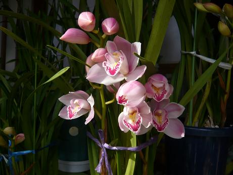 ���N���͎O���̓��I