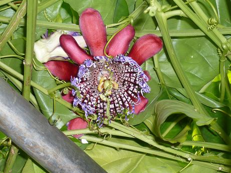 ���N���͎O���̓��I