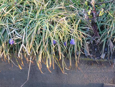 ���N���͎O���̓��I