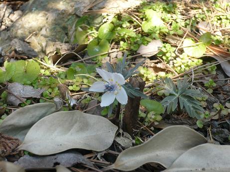 ���N���͎O���̓��I