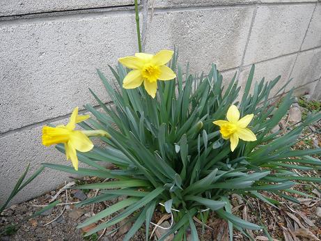 ���N���͎O���̓��I