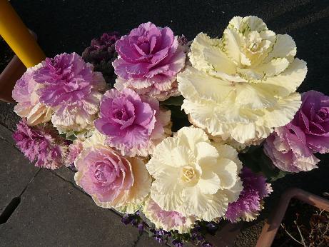 ���N���͎O���̓��I