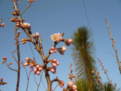 ���N���͎O���̓��I